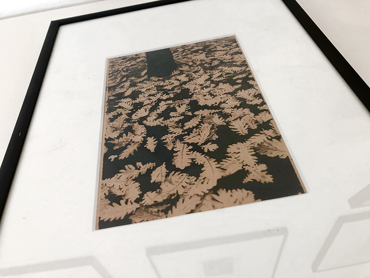 photography prints of Edinburgh, Edinburgh Fringe photography exhibition, toned cyanotype image of leaves in the Grassmarket